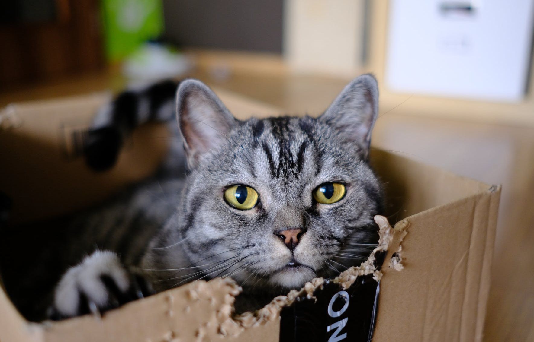 Bulu Kucing Enggak Boleh Dicukur Sembarangan, Kucing Perlu Dicukur 