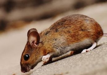 Cara Menghilangkan Bau Bangkai Tikus yang Membekas di Rumah, Cek Moms!