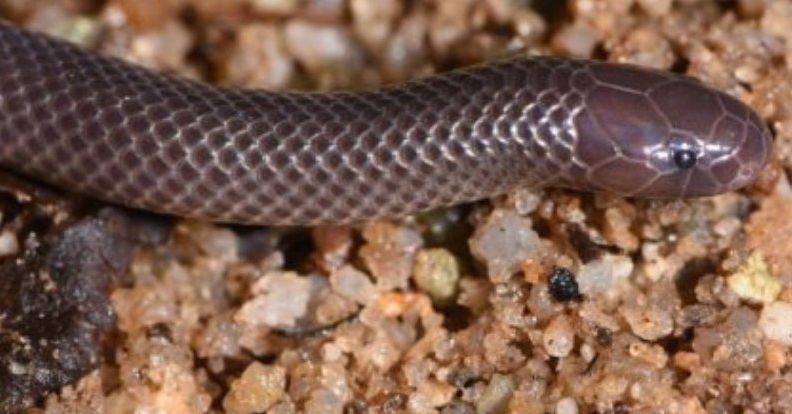 Spesies Ular Terbaru Ini Mampu Keluarkan Bisa Tanpa Membuka Mulutnya Semua Halaman National Geographic