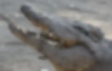 Bukannya Senang Dapat Warisan Peninggalan Orangtuanya, Warga Pekalongan ini Malah Ketakutan Setengah Mati Begitu Melihat Warisan yang Ditinggalkan Ternyata 'Predator' ini