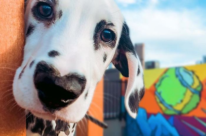 Unik, Anjing Dalmatian Bernama Wiley Punya Hidung Bercorak Hati Bobo