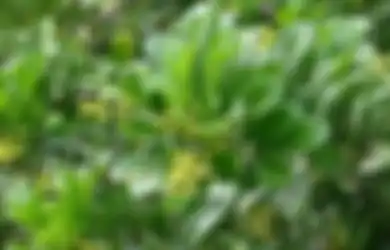 Ini Segudang Manfaat Daun Pacar Cina untuk Kesehatan dan Kandungan di Dalamnya, Salah Satunya Sama dengan Senyawa yang Kita Temui dalam Teh Hijau