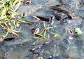 Terapi Ikan Lele Jadi Salah Satu Kuncinya, Rumah Sakit di Klaten Ini Sukses Sembuhkan 15 Pasien Covid-19