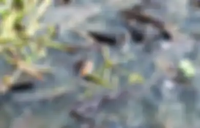 Terapi Ikan Lele Jadi Salah Satu Kuncinya, Rumah Sakit di Klaten Ini Sukses Sembuhkan 15 Pasien Covid-19