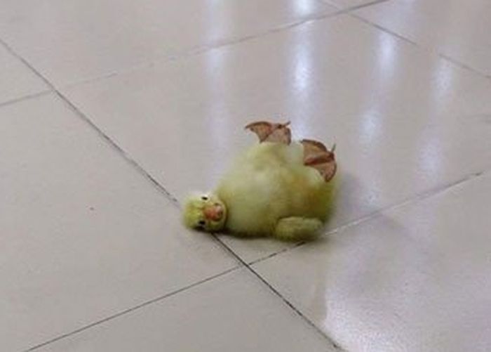 24 Telur Bebek yang Disimpan di Dapur Ini Justru Jadi Anak