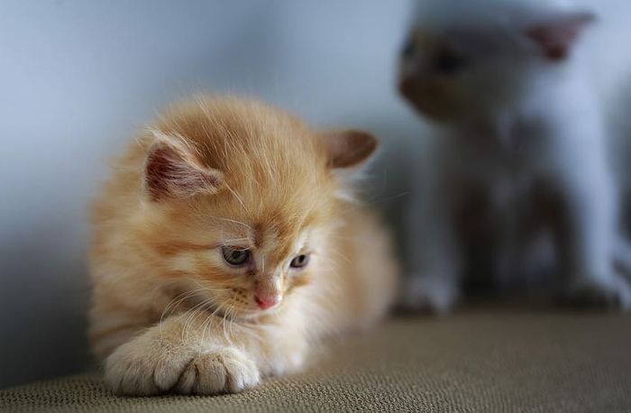 Dipuja Bak Dewa Hingga Diawetkan Seperti Mumi Ternyata Banyak Negara Selain Mesir Yang Juga Mendewakan Kucing Negara Mana Saja Semua Halaman Hype