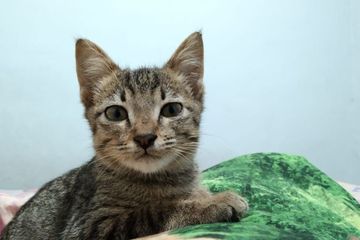 Cara Mengobati Abses Kucing, Kapan Sebaiknya Dibawa ke Dokter ...