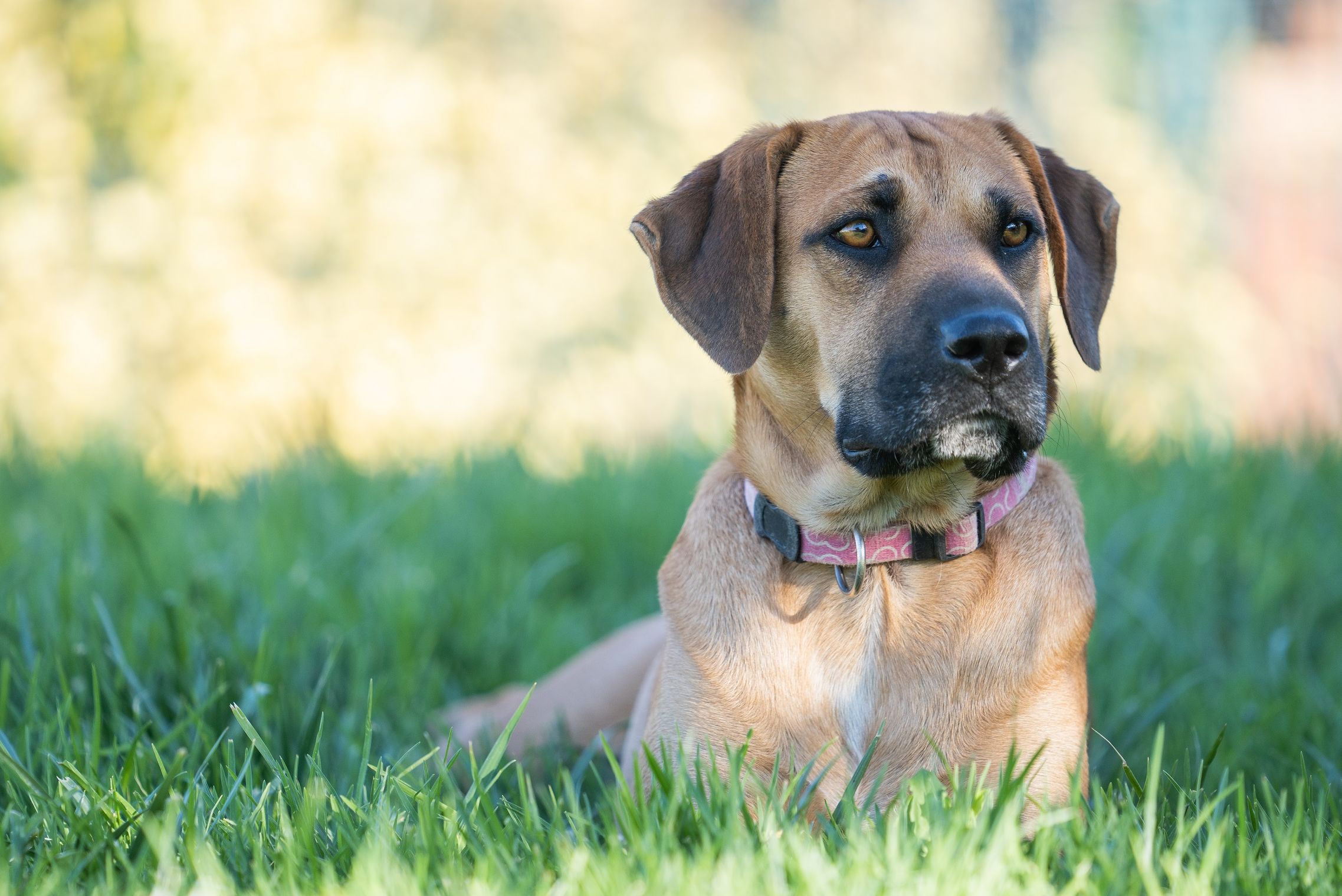 Merawat Hewan Peliharaan Anjing Paling Setia, Ternyata Tak Hanya Sebutan  Saja Begini Penjelasan Ilmiahnya!