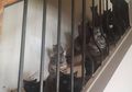 'Gila' Kucing, Wanita Ini Nekat 'Menimbun' Lebih dari 300 Kucing di Apartemennya yang Sempit
