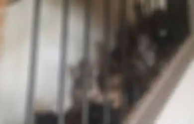 'Gila' Kucing, Wanita Ini Nekat 'Menimbun' Lebih dari 300 Kucing di Apartemennya yang Sempit