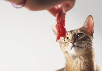 Viral, Kasus Orang Mutilasi Kucing dan Makan Dagingnya, Ini Sanksi Pidananya...