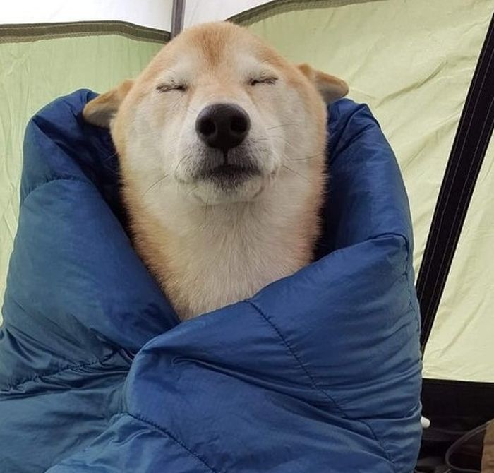 Lucu Banget, Ini 7 Foto Hewan Tidur yang Bakal Bikin Kamu ...