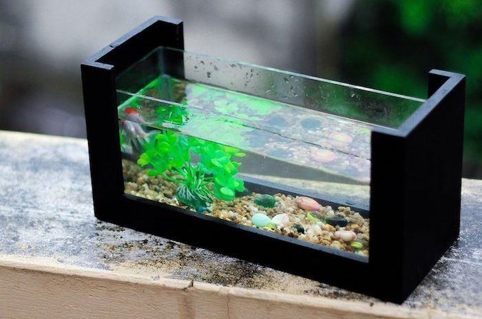 63+ Contoh Jenis Aquarium Terbaik