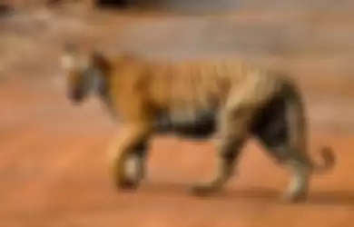 (ilustrasi) Harimau benggala mencoba keluar kandang margasatwa di Banjarnegara