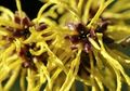 Masih Asing di Telinga Orang Indonesia Ternyata Witch Hazel Punya 4 Manfaat Kecantikan, Yuk Cari Tahu Apa Saja!