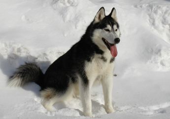 Berita Anjing Siberian Husky Terbaru Hari Ini - Kids