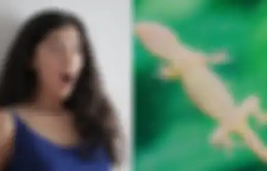 Ini Arti Kejatuhan Cicak Menurut Primbon Jawa,  Pertanda Apa?