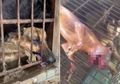 Tangisan Anjing-anjing di Pasar Daging China, Disiksa Tanpa Diberi Makan dan Menanti Giliran untuk Dibakar Hidup-hidup