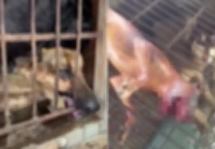 Tangisan Anjing-anjing di Pasar Daging China, Disiksa Tanpa Diberi Makan dan Menanti Giliran untuk Dibakar Hidup-hidup