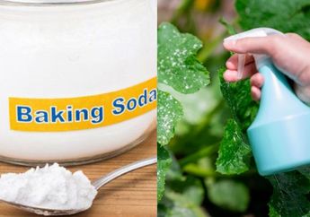 Baru Seminggu Semprot Campuran Baking Soda dengan Sabun ke Tanaman, Jangan Kaget Lihat Hasilnya yang Gak Main-main!