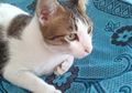 Anjing dan Kucing Tiba-tiba Hilang dan Bisa Pulang ke Rumah Tanpa Tersesat? Ini Alasannya!