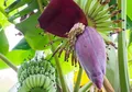 5 Manfaat Jantung Pisang untuk Kesehatan, Salah Satunya Menangkal Infeksi