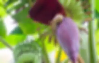 5 Manfaat Jantung Pisang untuk Kesehatan, Salah Satunya Menangkal Infeksi