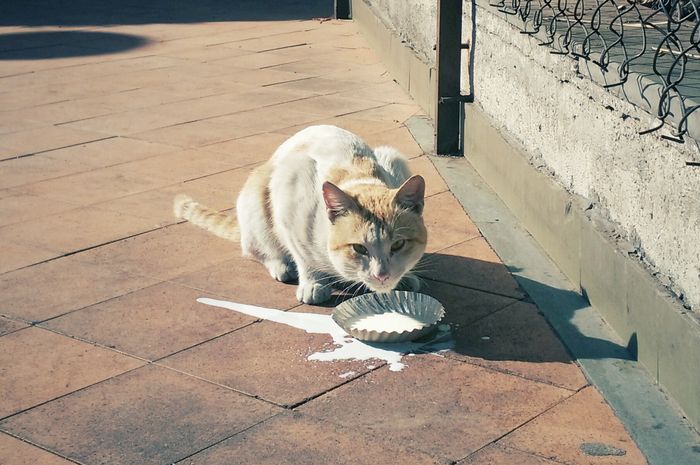 Jangan Lagi Berikan Susu Sapi pada Kucing Peliharaanmu, Ketahui Dampak