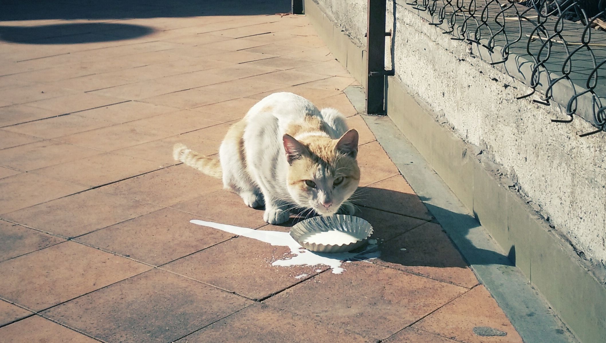 Jangan Lagi Berikan Susu Sapi pada Kucing Peliharaanmu, Ketahui Dampak
