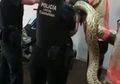 Sedang Enak-enaknya Membuka Jendela, Perempuan Ini Dikagetkan oleh Ular Piton Raksasa yang Terbang ke Tempatnya, Ini yang Kemudian Terjadi
