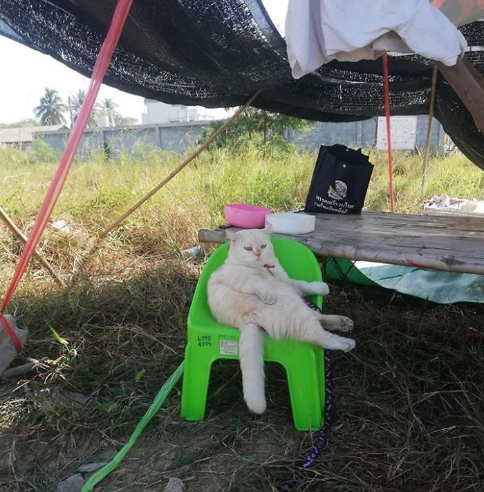 Bikin Gemas! Bergaya Seperti Bos, Kucing Berwajah Galak Ini Jadi
