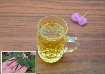 Cuma 5 Menit Saja, Rebus Daun Putri Malu Lalu Minum Airnya Sebelum Tidur, Pil yang Sering Diminum ini Pasti Jadi Gak Berguna Lagi