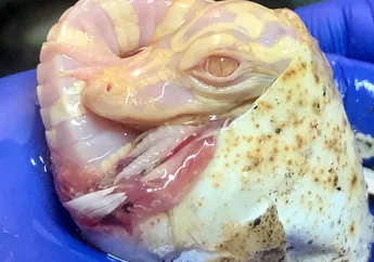 Begitu Menggemaskan, Bayi Aligator Albino di Florida Animal Park