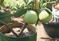 Menanam Buah dalam Pot di Rumah Lebih Menguntungkan, Ini Alasannya
