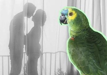 Aneh Tapi Nyata, Gara-gara Burung Beo, Kelakuan Bejat Majikan dan Pembantu Terbongkar! Istri Sah Shock Hingga Lakukan Hal Tak Teduga Ini!