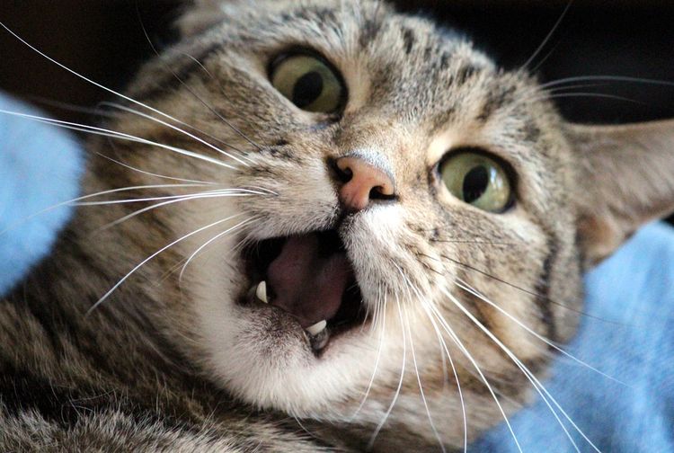 Penyebab Kucing Stres dan Cara Mengatasinya