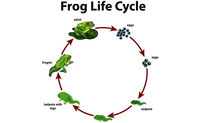 Contoh Daur Hidup Hewan Tanpa Metamorfosis dan Daur Hidup