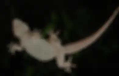 Arti Kejatuhan Cicak Menurut Primbon Jawa, Kejatuhan Cicak di Tangan Pertanda Apa?