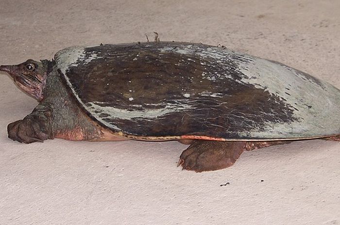 Enggak Perlu Takut Ketika Ingin Memelihara Reptil Ini Rekomendasi Reptil Yang Cocok Untuk Pemula Semua Halaman Kids Enggak Perlu Takut Ketika Ingin Memelihara Reptil Ini Rekomendasi Reptil Yang Cocok Untuk Pemula Semua Halaman Kids