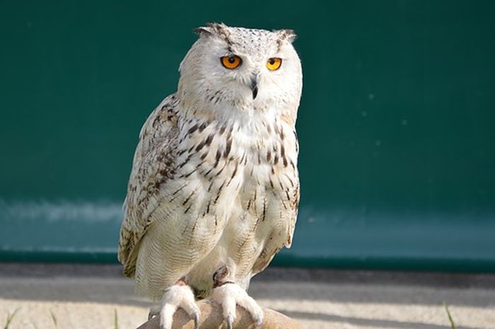 Burung Hantu Masuk Rumah