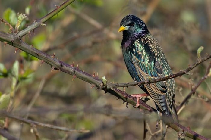 Arti Mimpi Burung Jalak Mengandung Banyak Makna Positif, Bahkan Jadi  Pertanda Datangnya Kabar Baik, Begini Tafsirannya!