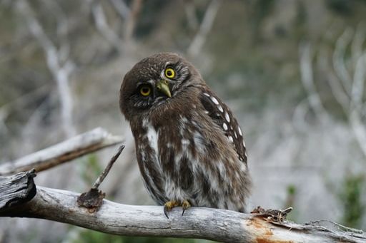 Arti Mimpi Burung Hantu Bisa Punya Makna Tentang Sebuah Kemenangan Tapi Tetap Jaga Kewaspadaan Karena Ada Peringatan Ini