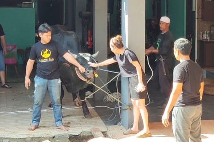 Detik-detik Ayu Ting Ting mengelus kurban sapi yang disembelih di rumahnya