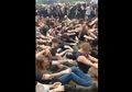 Nonton Power Trip, Metalheads Bikin Moshing Unik Gaya 'Mendayung'