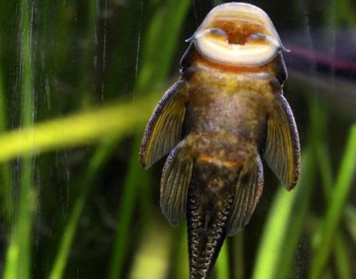 57 Ikan Air Tawar Pembersih Akuarium HD Terbaru