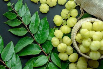 Manfaat Daun Katuk Bukan Hanya Untuk ASI Booster, Ternyata Juga Bagus untuk Pria dan Kesehatan - Semua Halaman - Nakita