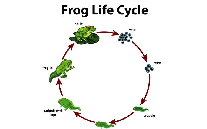 Mengenal Siklus Hidup Katak, Contoh Metamorfosis Sempurna