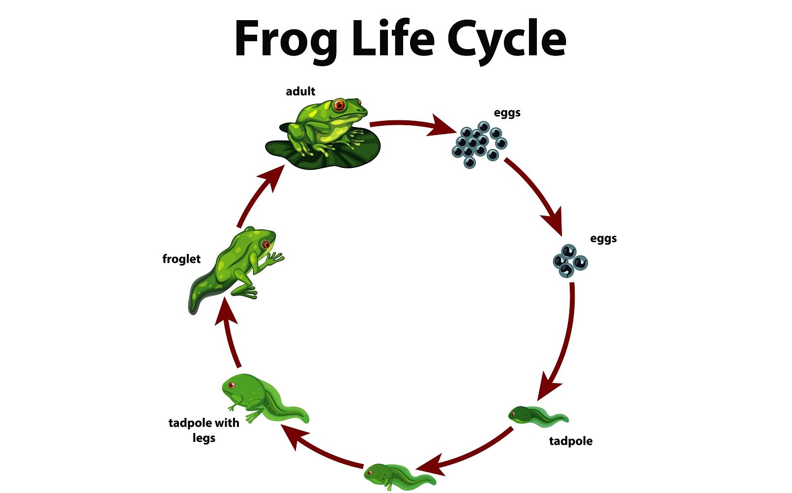 Proses Metamorfosis Katak