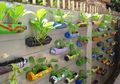 Berkebun Sayur jadi Tren 2021, agar Sukses Tanamlah Jenis Sayuran Ini