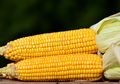 Tidak Ada Nasi? Makan Saja Jagung! Sama Bermanfaatnya Kok